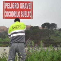mijas-costa-aligator